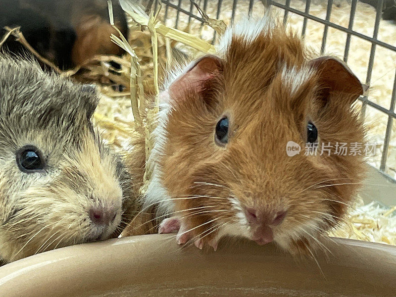 全画幅的豚鼠(Cavia porcellus)俯身在水碗的边缘喝水，笼子里有混合的洞穴，短毛和长毛的多色小洞穴，室内的围栏布满了木屑和稻草，重点放在前景上